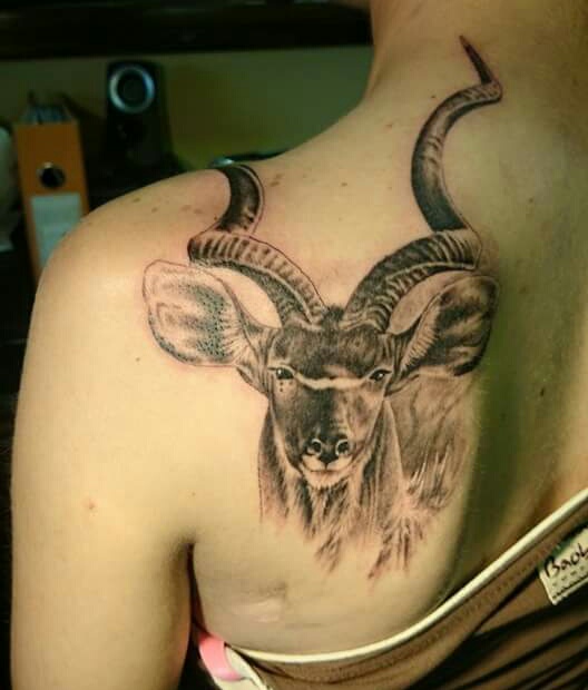 Kudu