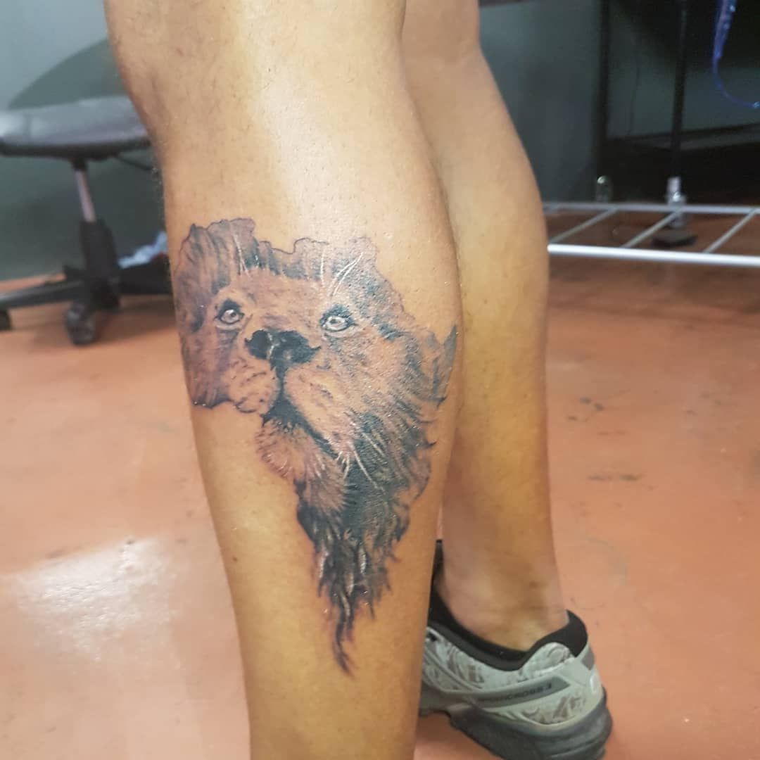 Lion in Africa